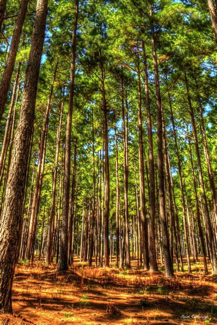 georgia pine tree