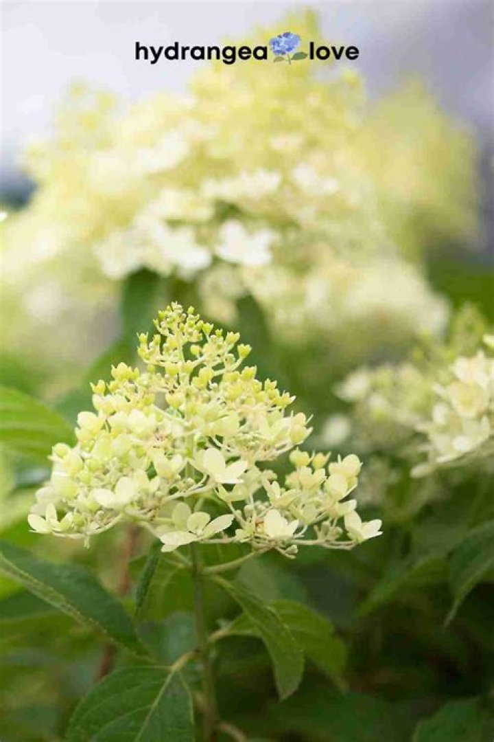 Quick Answer: Are Hydrangeas Low Maintenance